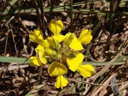 Eriosema jaune